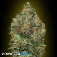 Advanced Seeds Auto Critical Soma